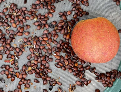 Seeds Of Strength giant bush apple tree seedling prepared for outdoor cultivation.