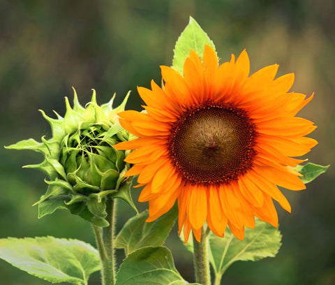 Seeds Of Strength Giant Sunflower Seeds Mix easy for beginners with minimal care