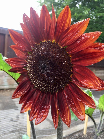 Seeds Of Strength Giant Sunflower Seeds Mix harvest-ready seeds for future planting