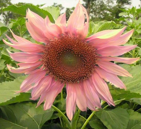 Seeds Of Strength Giant Sunflower Seeds Mix purple blooms add height and drama