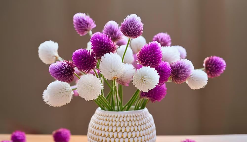 Seeds Of Strength Globe Amaranth blooms in magenta add vibrant color to beds.