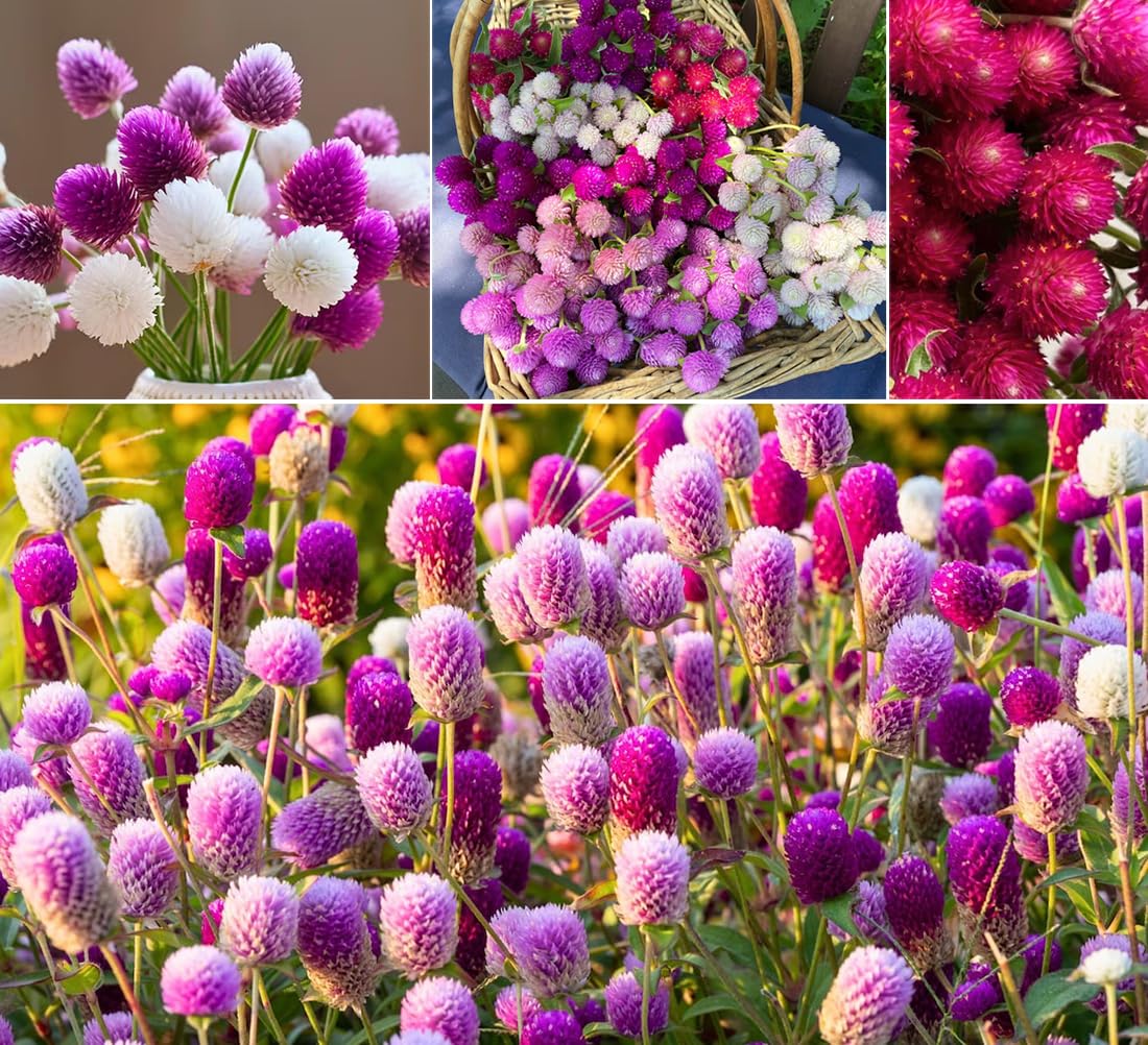 Seeds Of Strength Globe Amaranth blooms in white, ideal for borders and bouquets.
