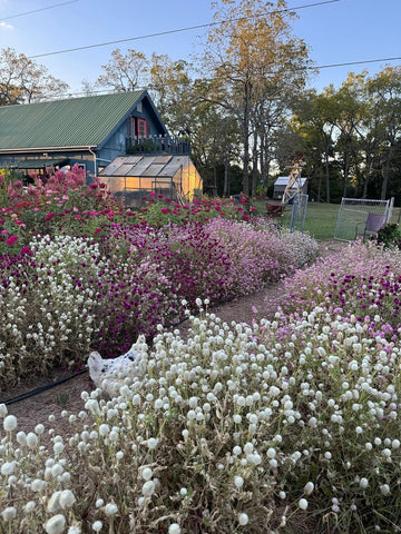 Seeds Of Strength globe amaranth adds texture to garden borders.
