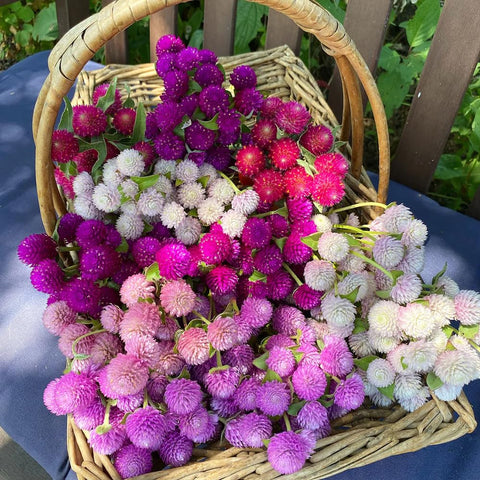 Seeds Of Strength Globe Amaranth in a container display for small spaces.