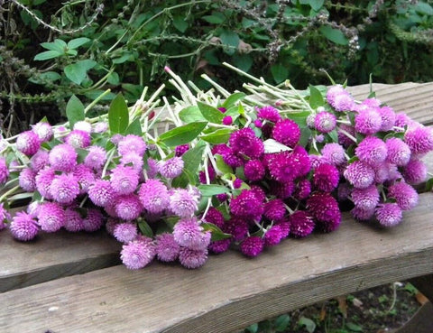 Seeds Of Strength Globe Amaranth dried arrangements seeds; perfect for long-lasting crafts.