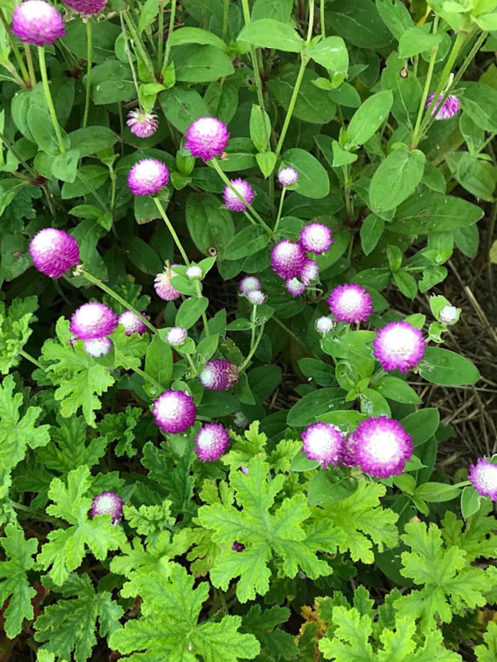 Seeds Of Strength globe amaranth dried bouquet preserves color beautifully.