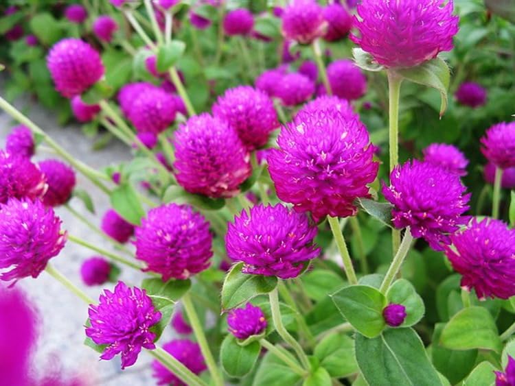 Seeds Of Strength Globe Amaranth drought-tolerant annual seeds; ideal for low-water landscapes.