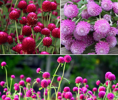 Seeds Of Strength Globe Amaranth mixed colors seeds for vibrant garden blooms.
