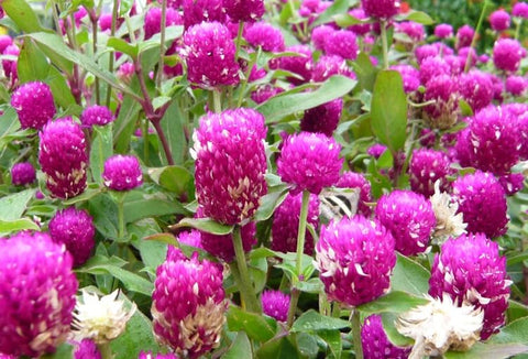 Seeds Of Strength Globe Amaranth purple-red-white flowers seeds; pollinator-friendly borders.
