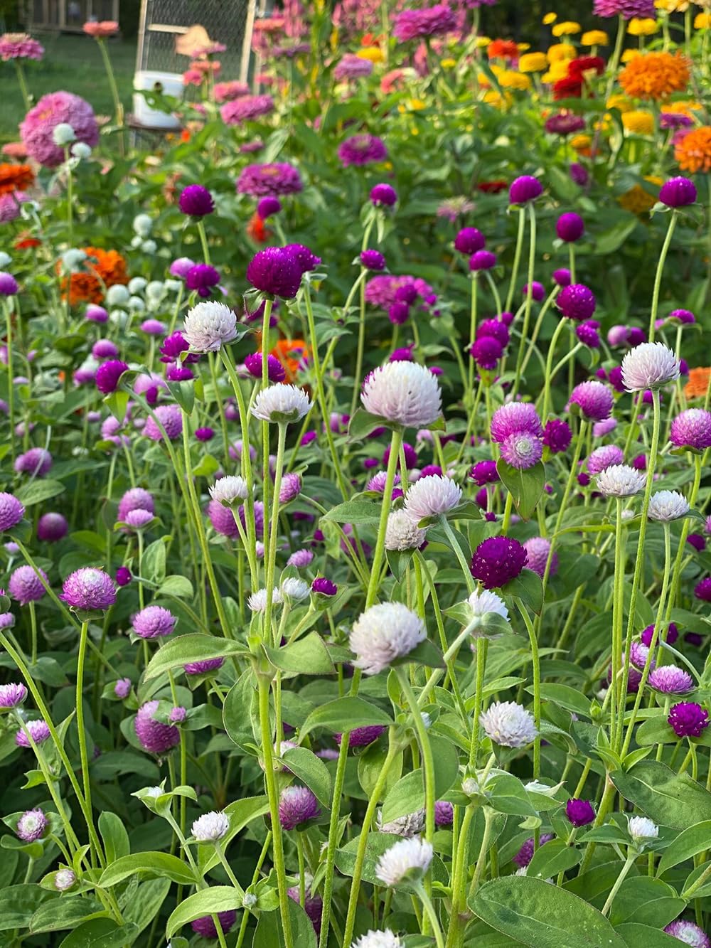 Seeds Of Strength seed packets for surface-sow in warm soil, boosting germination.