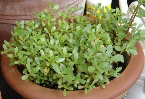 Seeds Of Strength Golden Purslane bloom in garden highlight ornamental and edible benefits