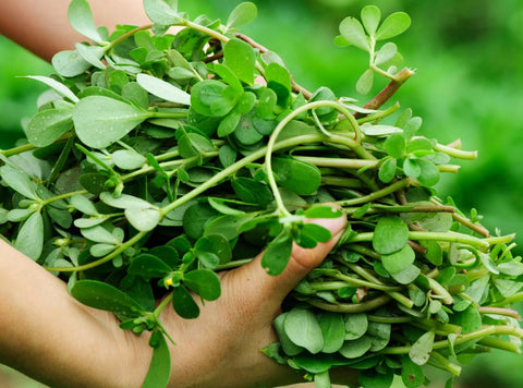 Seeds Of Strength Golden Purslane seeds in garden bed for space-saving container gardening