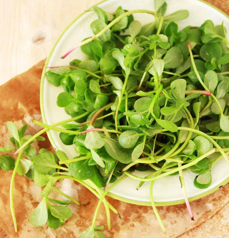 Seeds Of Strength Golden Purslane seeds on germination tray for indoor starts