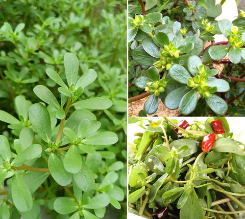 Seeds Of Strength Golden Purslane seeds pack closeup for easy balcony gardening