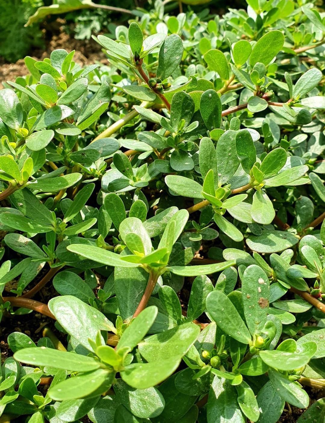 Seeds Of Strength Golden Purslane seeds planted in a pot for fresh greens
