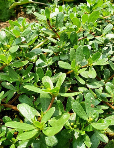 Seeds Of Strength Golden Purslane seeds planted in a pot for fresh greens