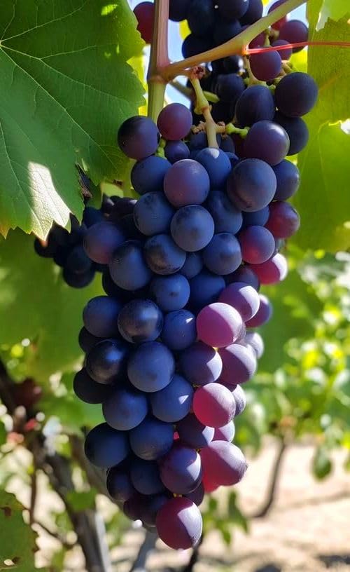 Seeds Of Strength grape seed pack in a multi-pack ready for planting