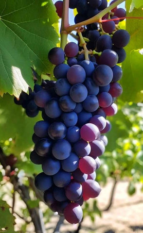 Seeds Of Strength grape seed pack in a multi-pack ready for planting