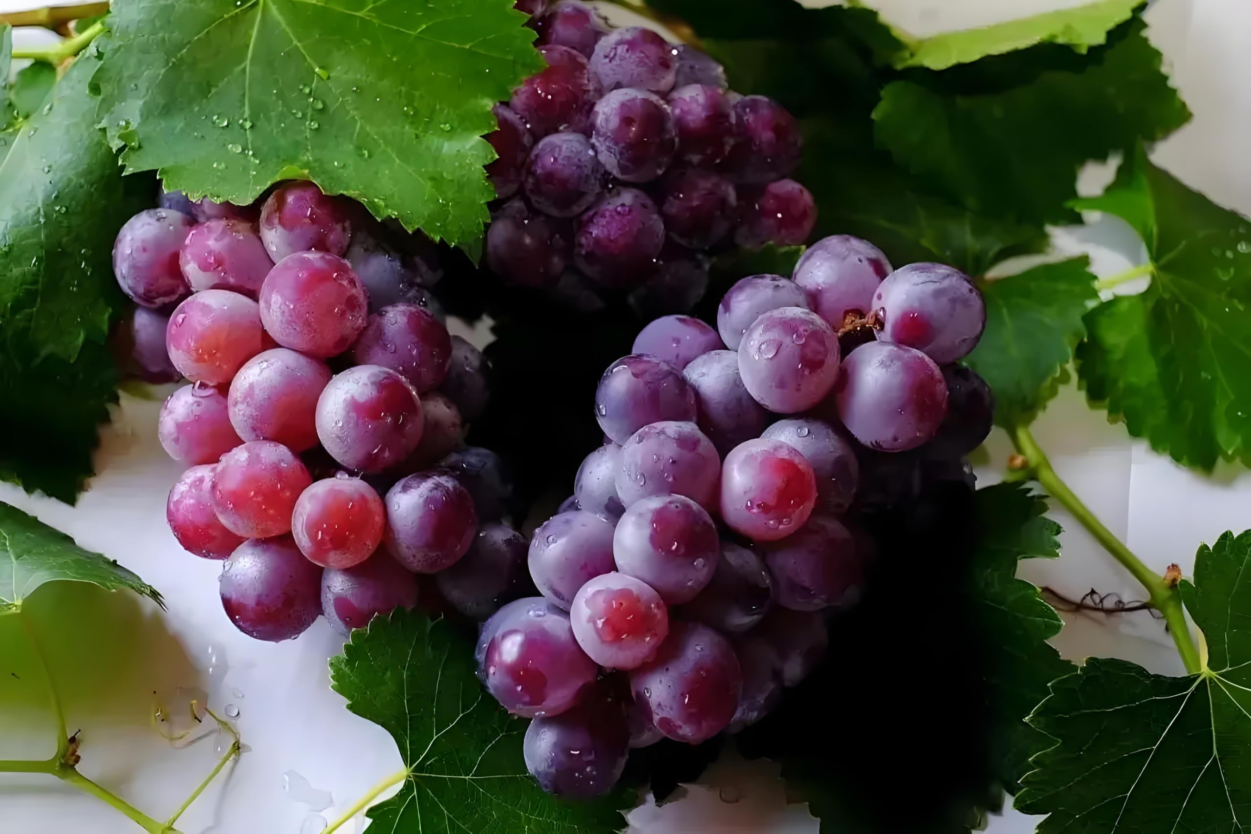 Seeds Of Strength grape seeds enabling home growers to cultivate vines