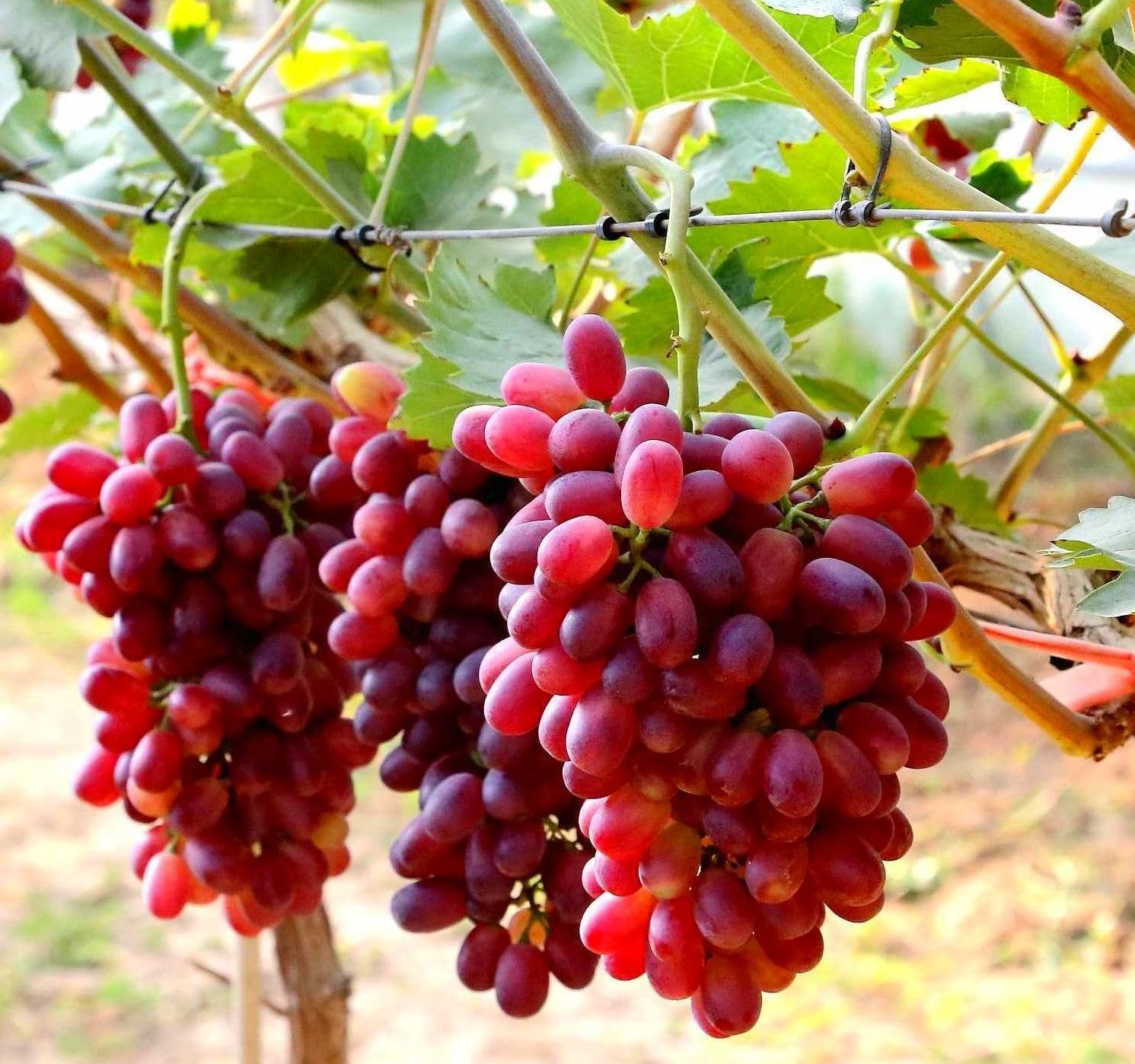 Seeds Of Strength grape seeds for planting in seed-starting trays for home vines