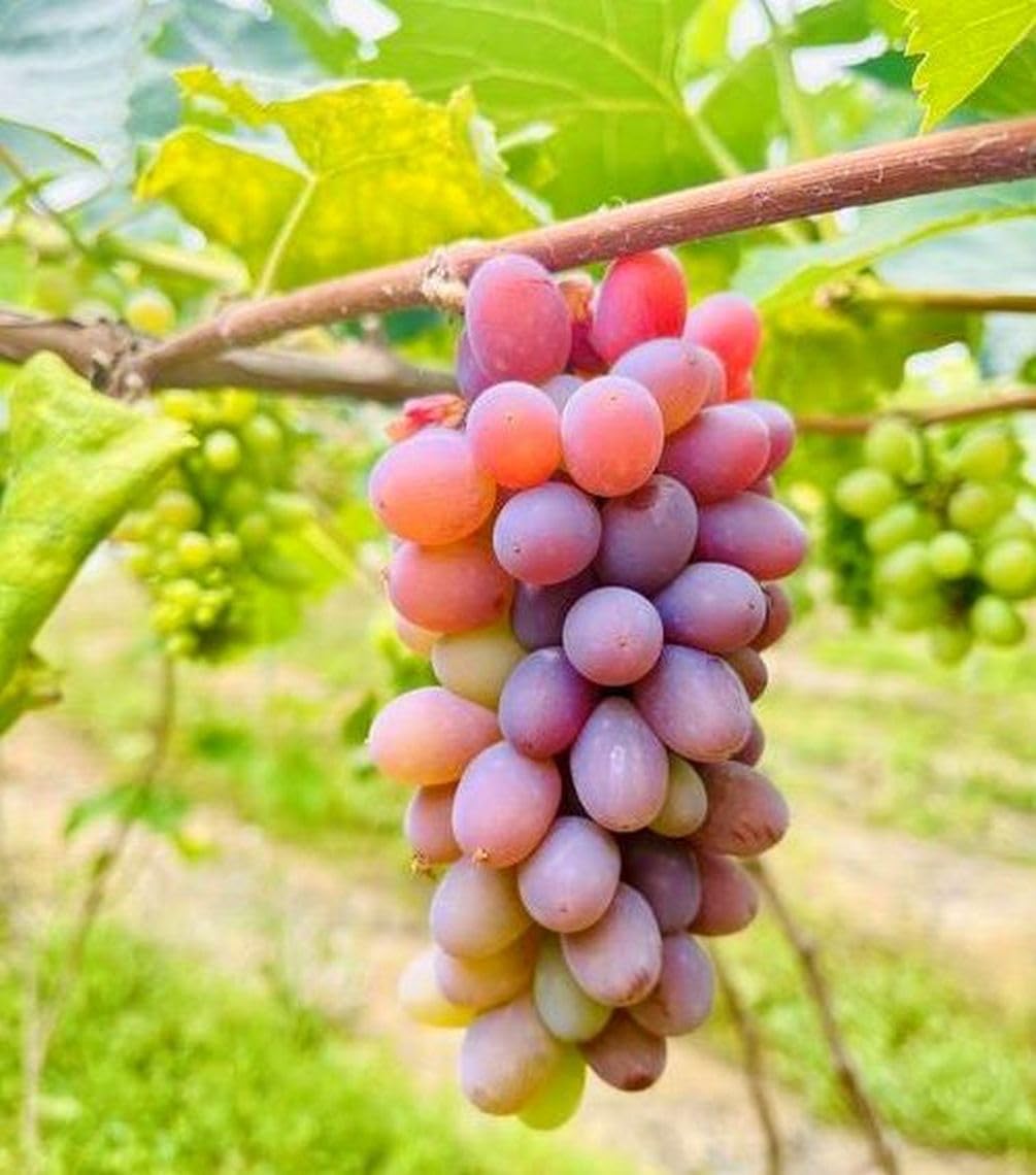 Seeds Of Strength grape seeds 100+ pack for hobby gardening