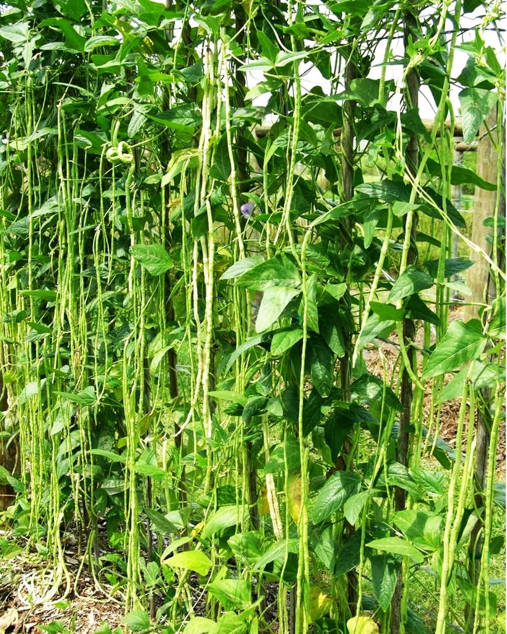 Young green noodle beans emerging on vigorous vines for a lush harvest.