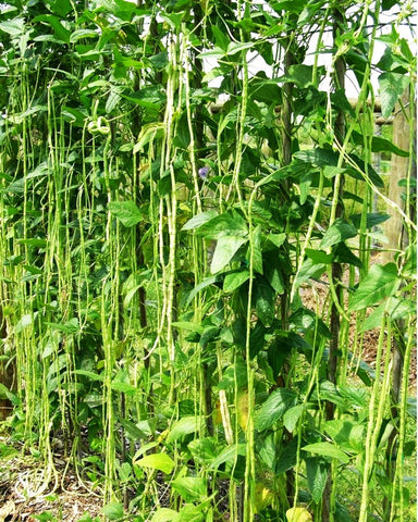 Young green noodle beans emerging on vigorous vines for a lush harvest.