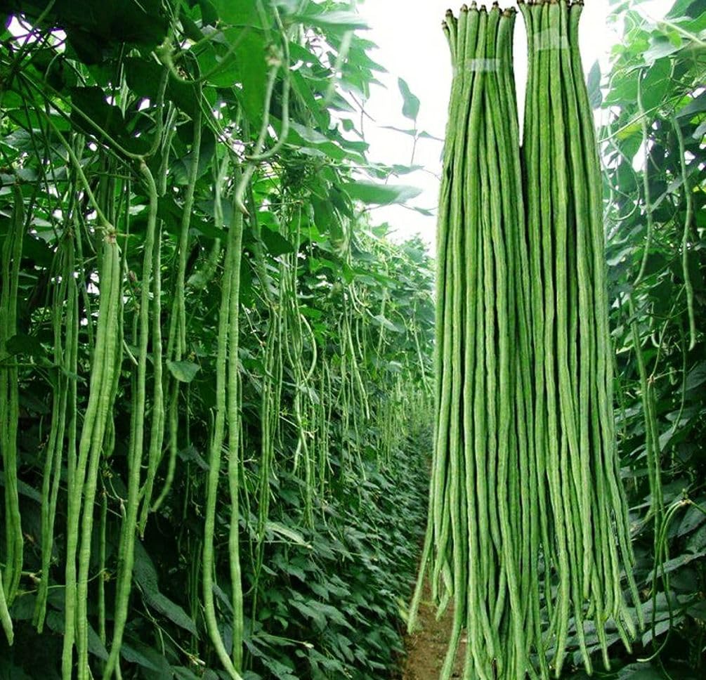 Seeds Of Strength green snake yard long beans pods ready for fresh harvest in stir-fries