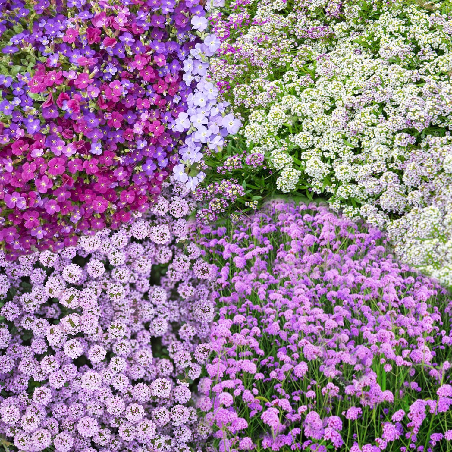 Seeds Of Strength alyssum bloom showing soft ground cover potential