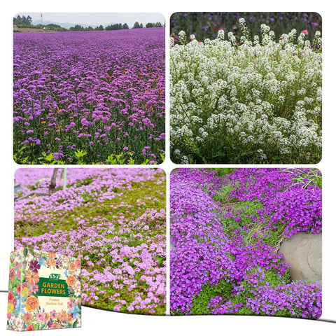 Seeds Of Strength moss verbena floral detail for low-water ground cover
