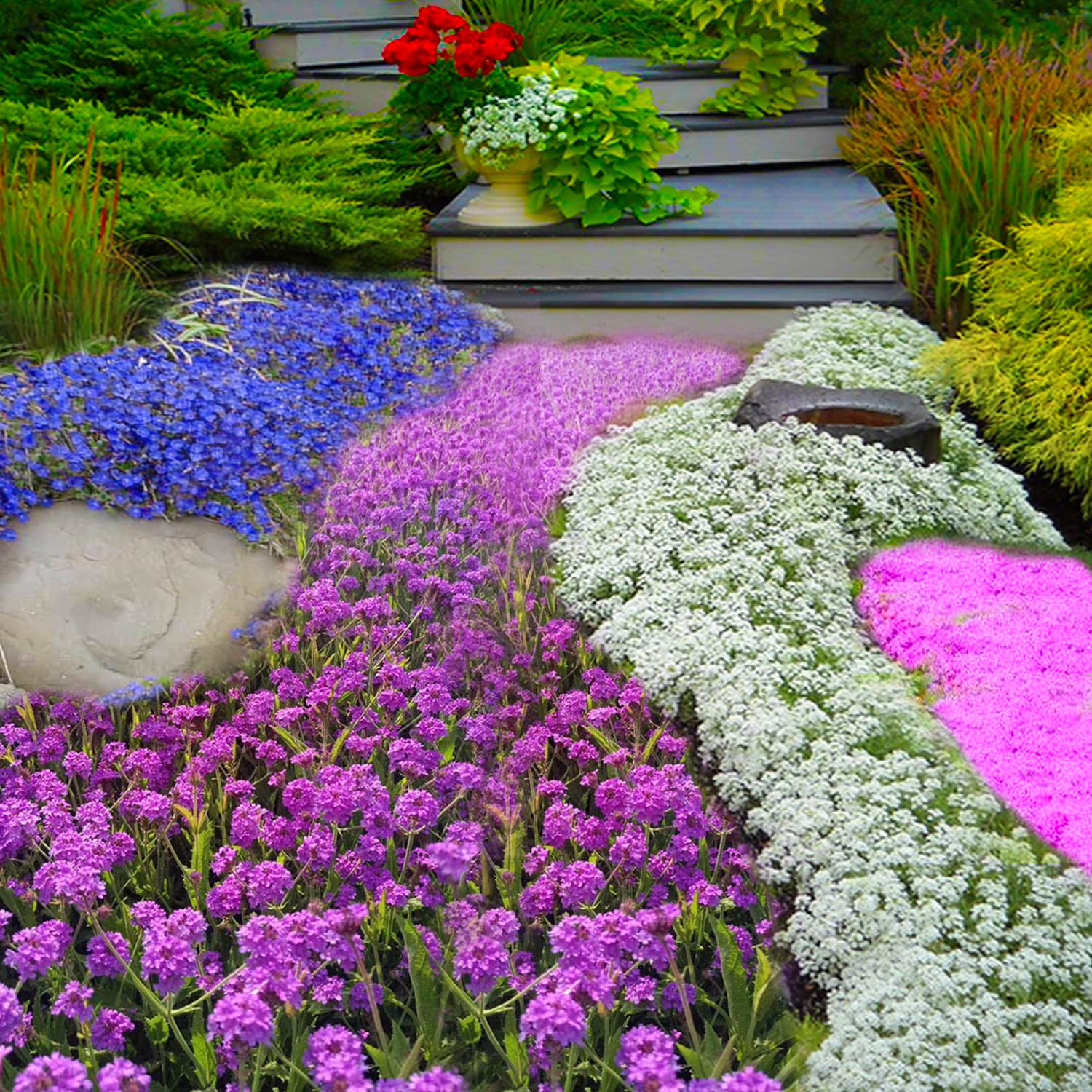 Seeds Of Strength purple rockcress dense mat with purple blossoms for texture