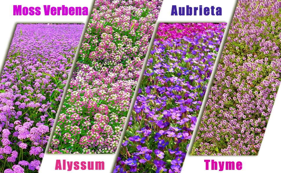 Seeds Of Strength landscaping patch application easy to grow seeds for cohesive outdoor space