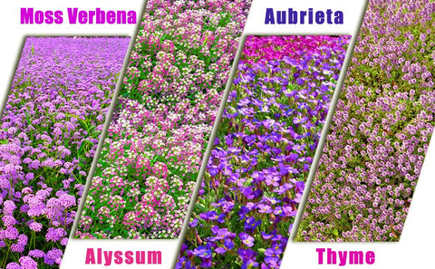 Seeds Of Strength landscaping patch application easy to grow seeds for cohesive outdoor space