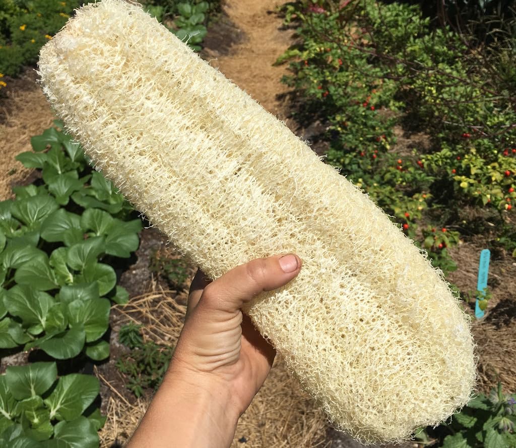 Seeds Of Strength heat-tolerant luffa gourd plants for hot humid climates