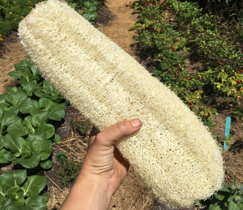 Seeds Of Strength heat-tolerant luffa gourd plants for hot humid climates