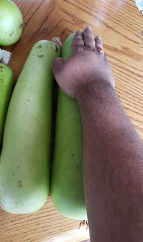 Seeds Of Strength heirloom bottle gourd seeds closeup—uniform fruits ideal for market harvest