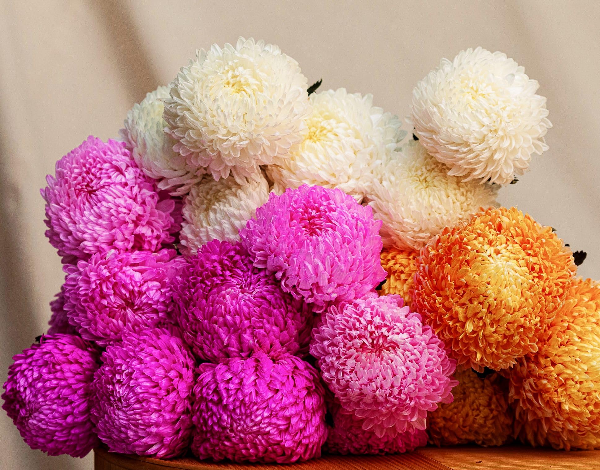 Seeds Of Strength heirloom snowball mums bring unique late-season charm to landscapes.