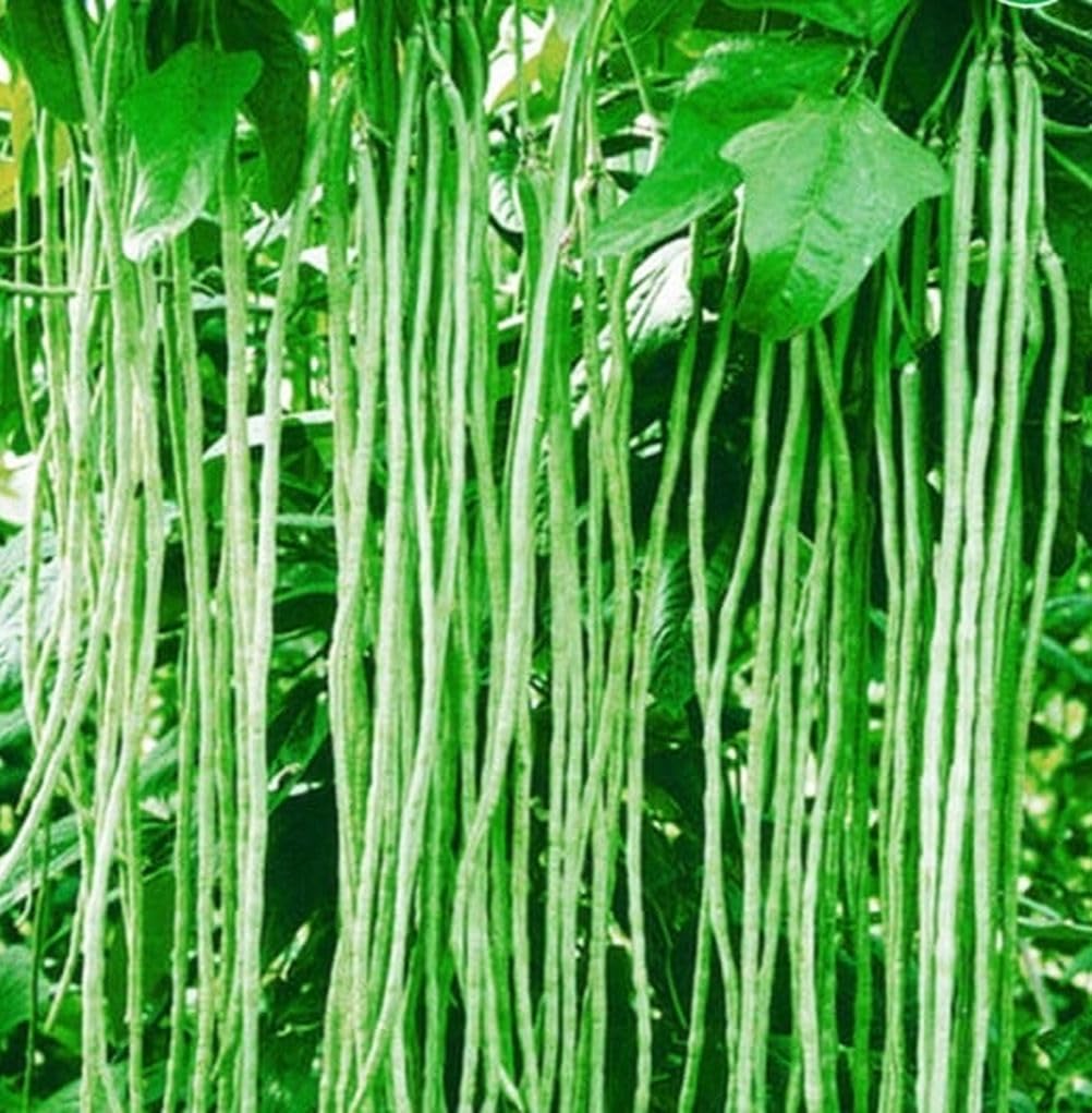 Heirloom non-GMO seeds from Seeds Of Strength preserve classic flavor and plant resilience.