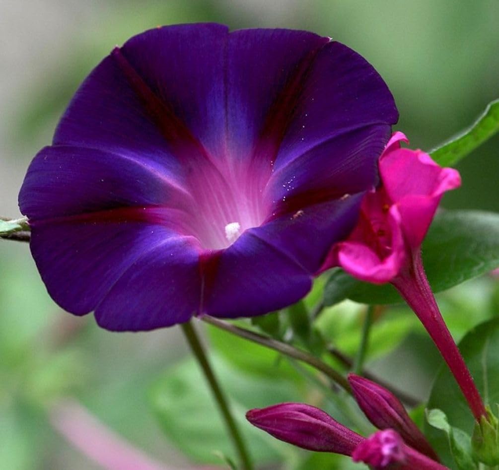 Seeds Of Strength heirloom open-pollinated seeds preserve garden heritage and color.