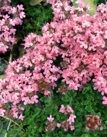 Seeds Of Strength heirloom thyme seeds celebrate natural diversity in the garden.