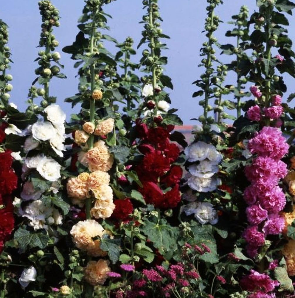Seeds Of Strength hollyhock perennial border plant for yearly bloom.