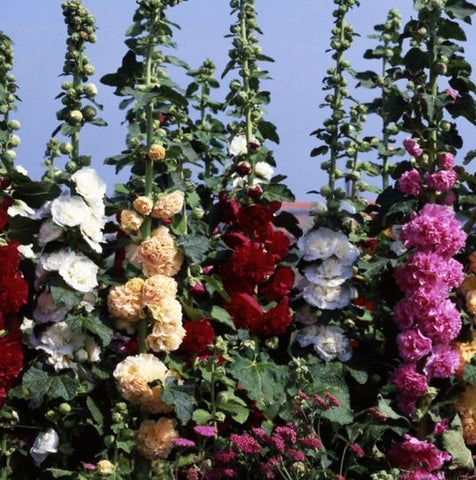 Seeds Of Strength hollyhock perennial border plant for yearly bloom.