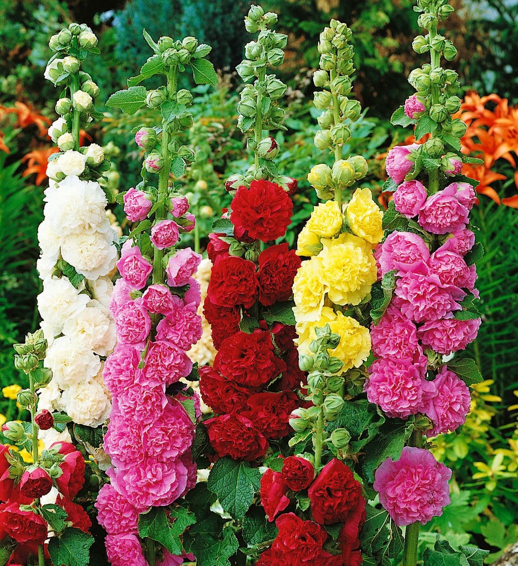 Seeds Of Strength hollyhock carnival mix bloom for vibrant cottage garden borders.