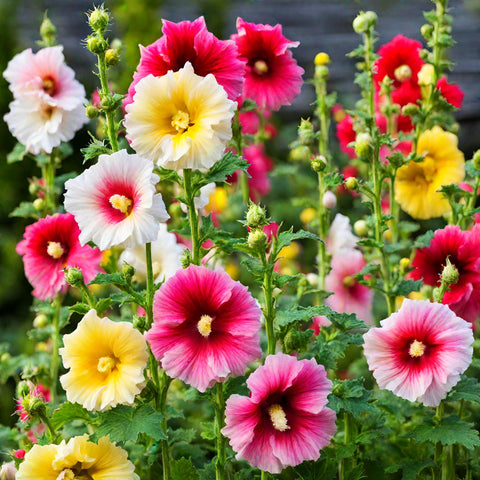 Seeds Of Strength hollyhock carnival white bloom creates a clean backdrop in beds.