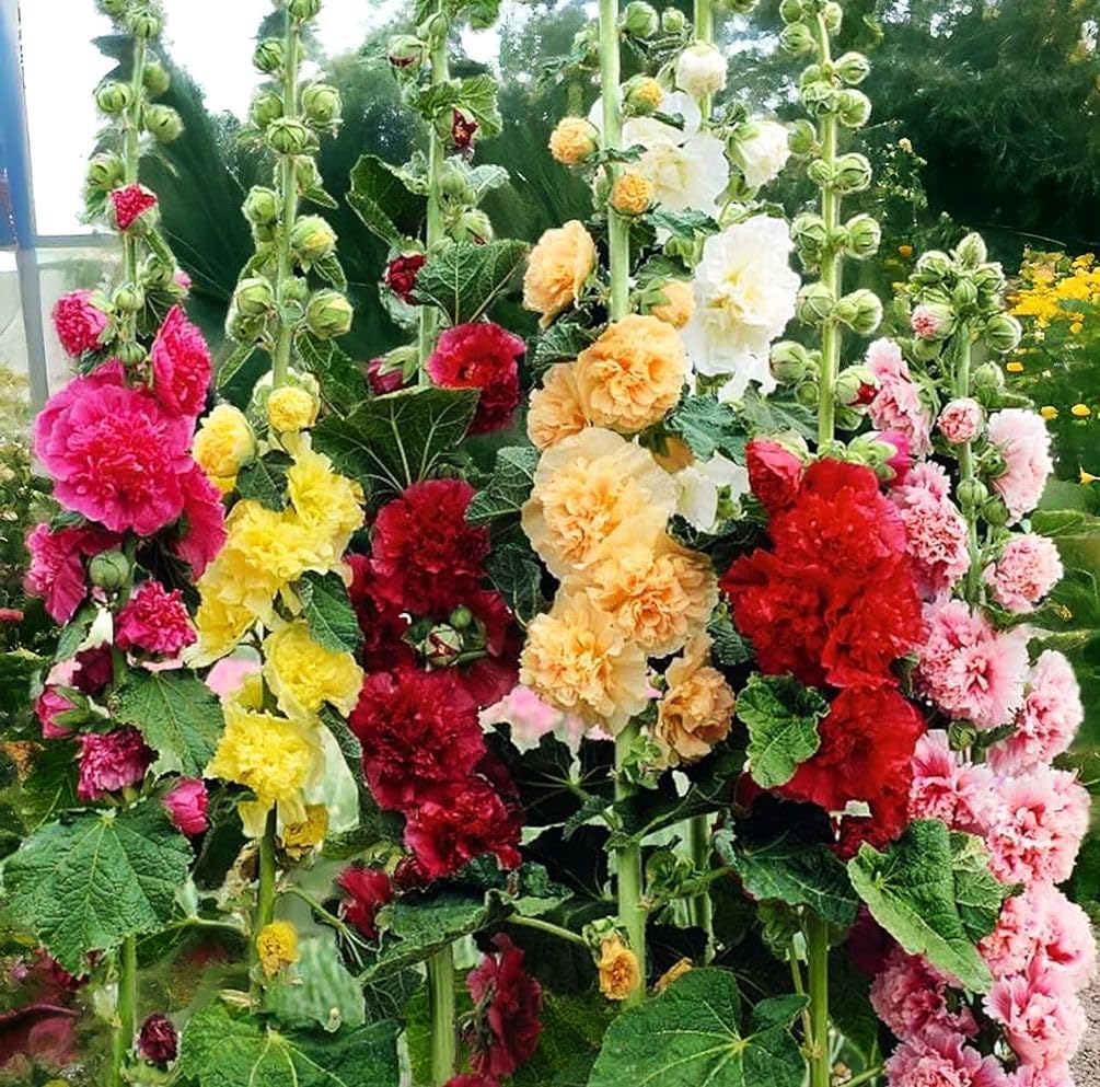 Seeds Of Strength hollyhock giant double flower adds dramatic vertical color.