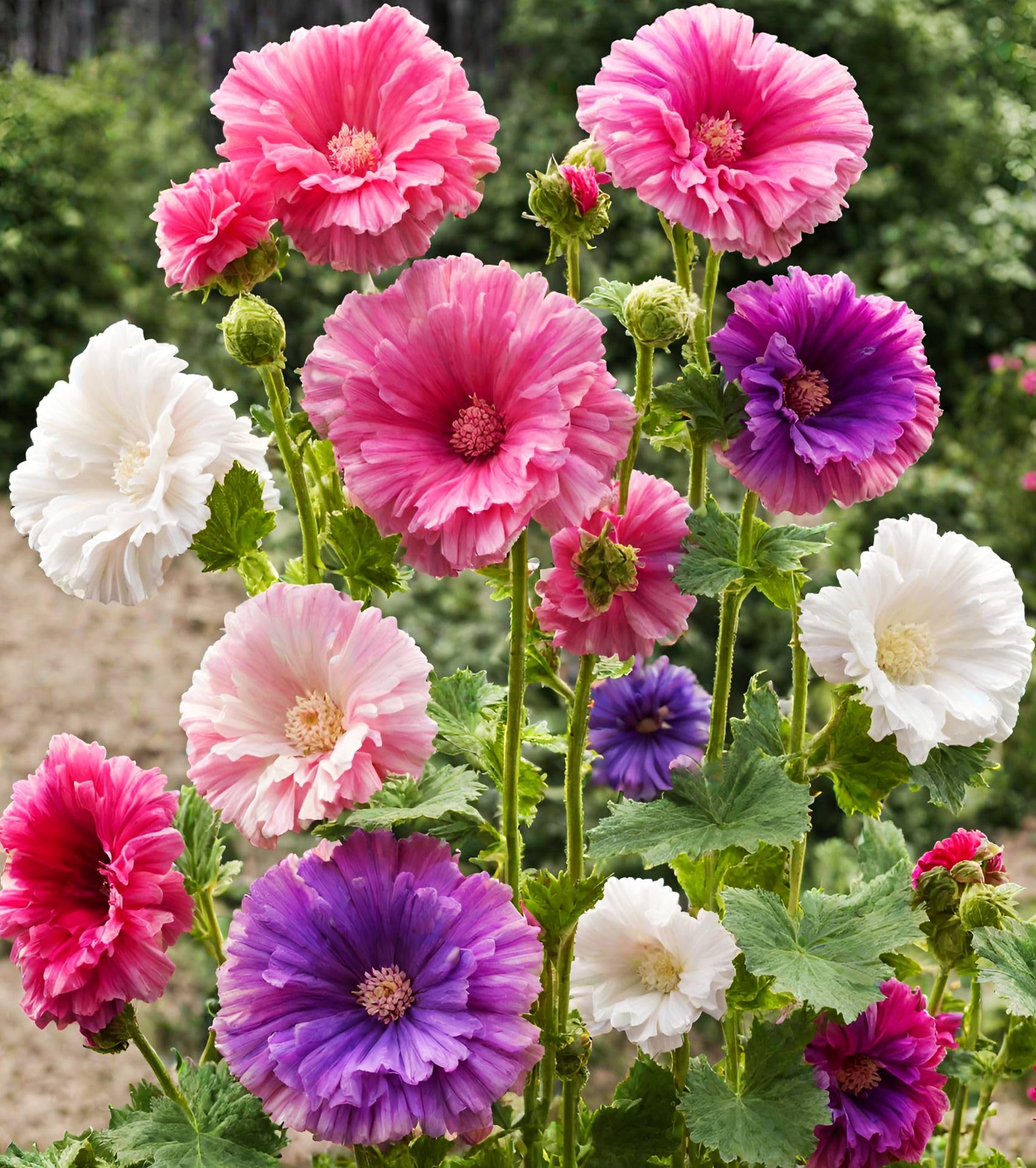 Seeds Of Strength hollyhock blooms attract bees and butterflies for a livelier ecosystem.