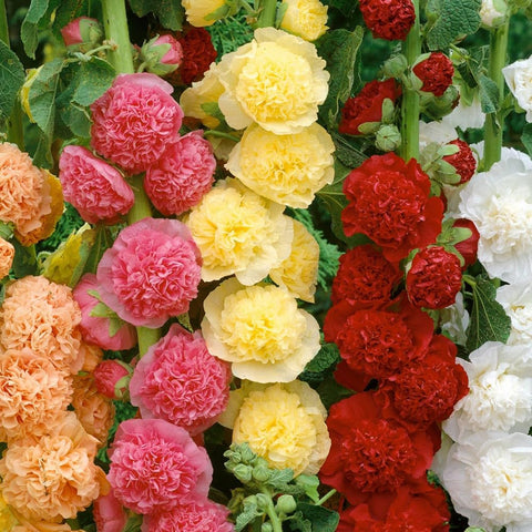 Seeds Of Strength hollyhock sun-loving seeds promote easy outdoor planting.