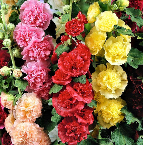 Seeds Of Strength hollyhock tall flower spikes enhance fences and walls.