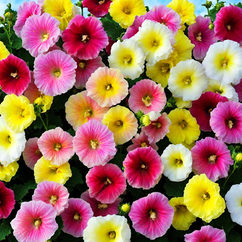 Seeds Of Strength hollyhock plants growing tall provide vertical interest.