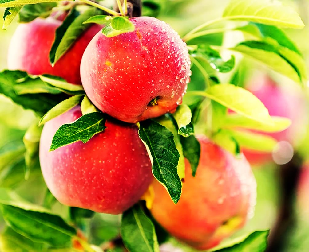 Seeds Of Strength Honey Crisp seeds pack ready for home planting